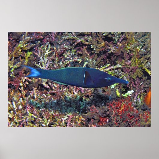 Poster Birdhead Wrasse (Devant)