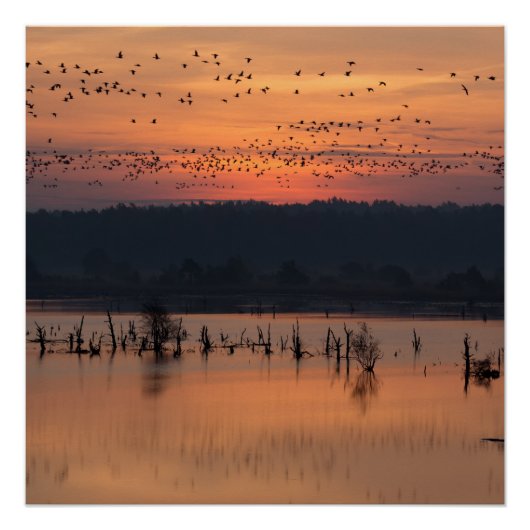Poster Birds (Devant)