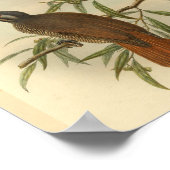 Poster Birds of Paradise Brown Black Vintage Imprimer (Coin)