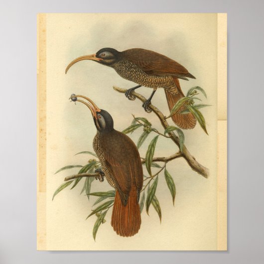 Poster Birds of Paradise Brown Black Vintage Imprimer (Devant)
