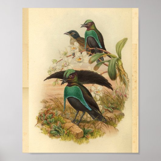 Poster Birds of Paradise Green Blue Vintage Print (Devant)