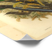 Poster Birds of Paradise Green Red Vintage Imprimer (Coin)