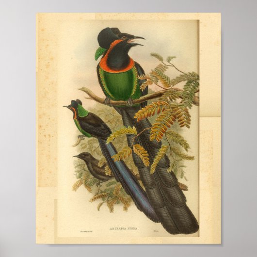 Poster Birds of Paradise Green Red Vintage Imprimer (Devant)