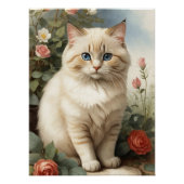 Poster Birman Cat (Devant)