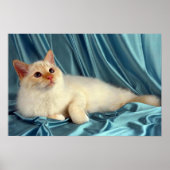 Poster Birman, point rouge (Devant)