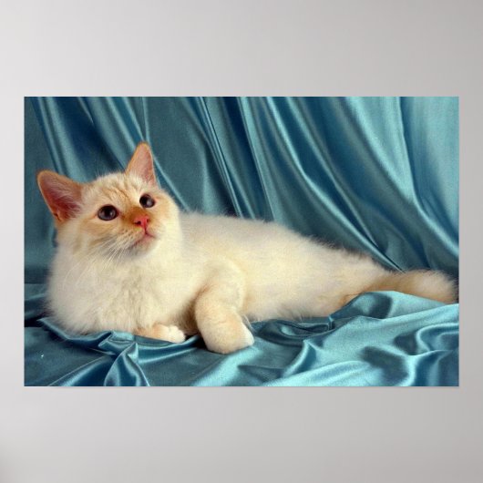 Poster Birman, point rouge (Devant)