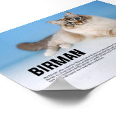 Poster Birman race de chats - Chat sacré de Birmanie (Coin)