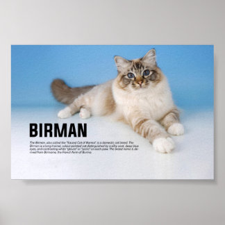 Poster Birman race de chats - Chat sacré de Birmanie