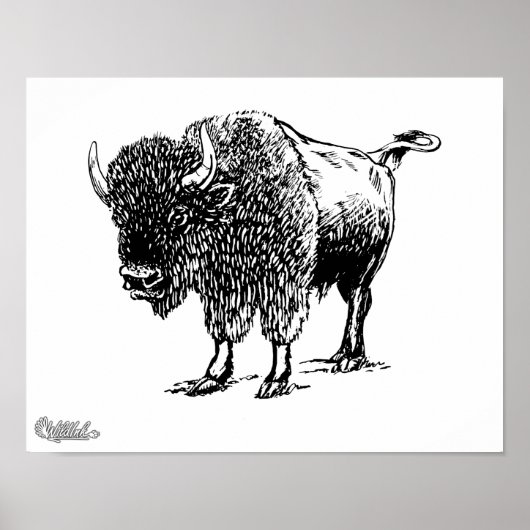 Poster Bison (Devant)