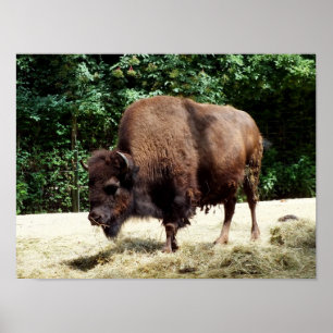 Poster Bison