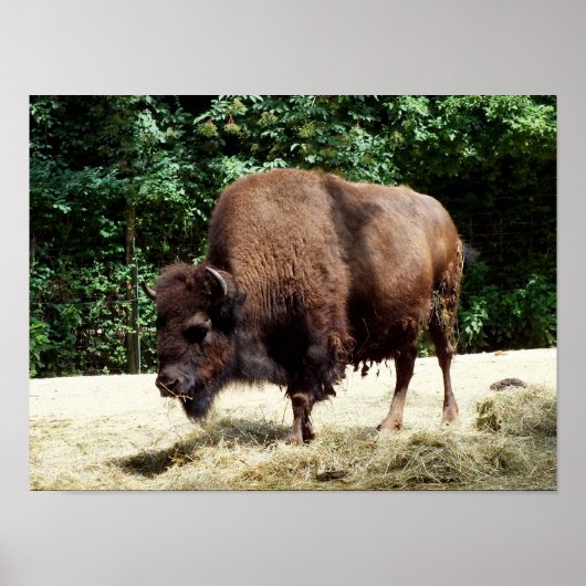Poster Bison (Devant)