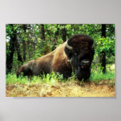 Poster Bison (Devant)