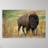 Poster Bison américain (Devant)
