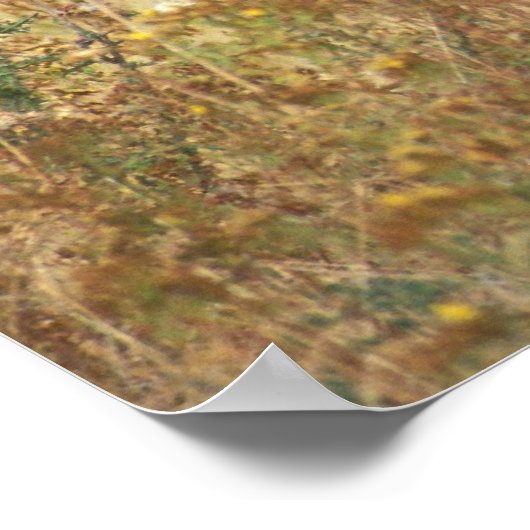 Poster Bison américain (Coin)