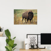 Poster Bison américain (Bureau à domicile)