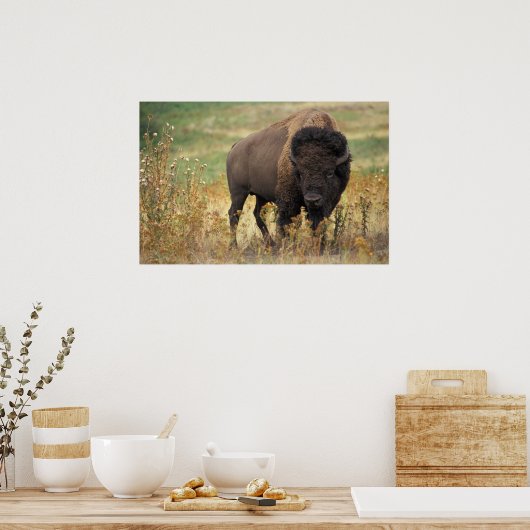 Poster Bison américain (Cuisine)