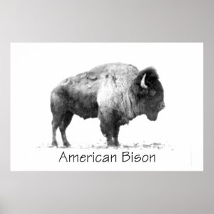 Poster Bison américain
