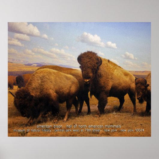 Poster bison américain (Devant)