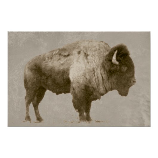 Poster Bison américain (Devant)