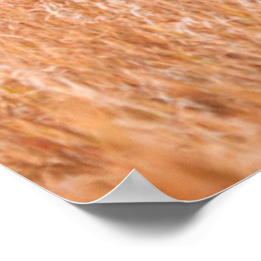 Poster Bison Américain (Bison Bison) Vache Et Veau (Coin)