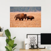 Poster Bison Américain (Bison Bison) Vache Et Veau (Bureau à domicile)