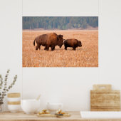 Poster Bison Américain (Bison Bison) Vache Et Veau (Cuisine)