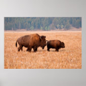 Poster Bison Américain (Bison Bison) Vache Et Veau (Devant)