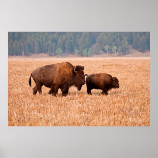 Poster Bison Américain (Bison Bison) Vache Et Veau (Devant)