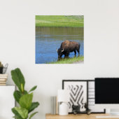 Poster Bison américain de Yellowstone dans l'étang (Bureau à domicile)