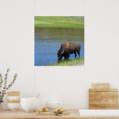 Poster Bison américain de Yellowstone dans l'étang (Cuisine)