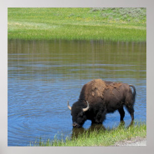 Poster Bison américain de Yellowstone dans l'étang