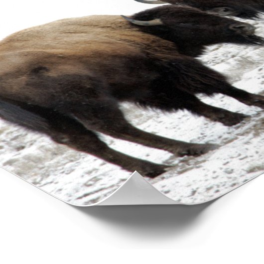 Poster Bison américain en hiver (Coin)