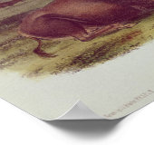 Poster Bison américain ou buffle (Coin)