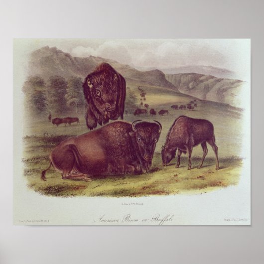 Poster Bison américain ou buffle (Devant)