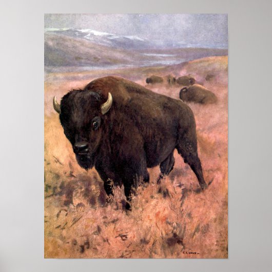 Poster Bison américain par CE Swan, Buffalo Animaux Vinta (Devant)