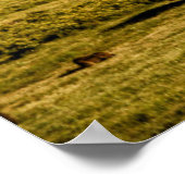 Poster Bison au lever du soleil (Coin)