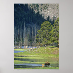 Poster Bison avec le veau au parc national Yellowstone