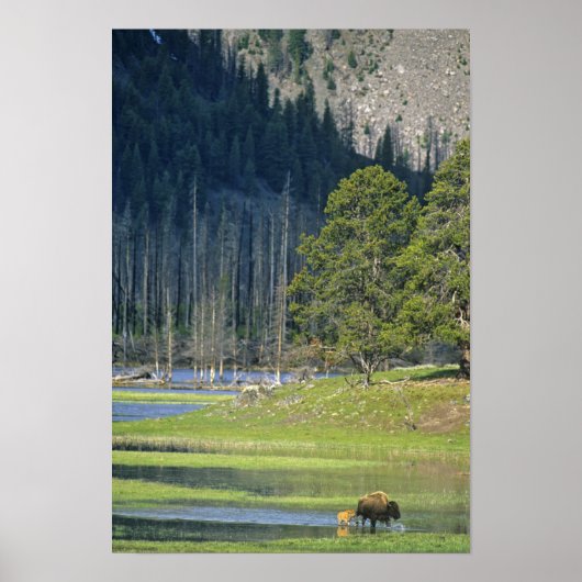 Poster Bison avec veau au parc national Yellowstone (Devant)