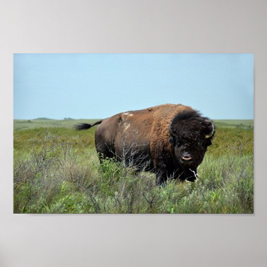 Poster Bison Bull à Maxwell Wildlife Refuge (Devant)