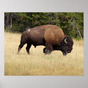 Poster Bison Bull dans le parc national de Yellowstone