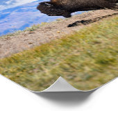 Poster Bison Bull, Hayden Valley, Yellowstone (Coin)