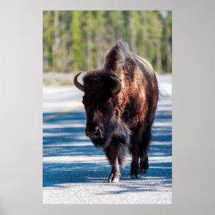 Poster Bison dans la chaussée en parc national de