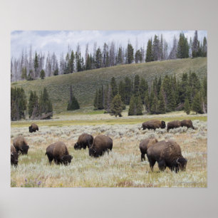 Poster Bison dans la vallée Hayden de Yellowstone