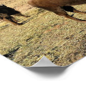 Poster Bison dans le Colorado (Coin)