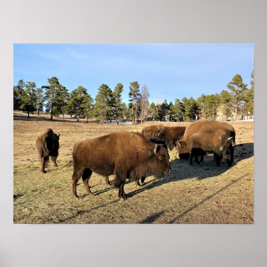 Poster Bison dans le Colorado (Devant)