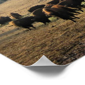 Poster Bison dans le Colorado (Coin)