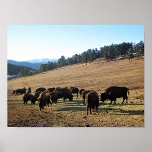 Poster Bison dans le Colorado