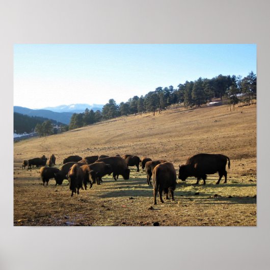 Poster Bison dans le Colorado (Devant)