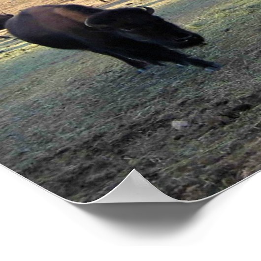 Poster Bison dans le Colorado (Coin)