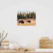 Poster Bison dans le parc national de Yellowstone, Wyomin (Cuisine)